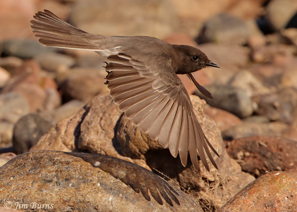 Black Phoebe on the rocks--5489