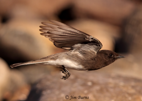 Black Phoebe on the beach--5746
