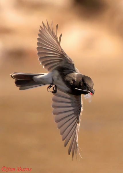 Black Phoebe with Americn Rubyspot #2--6014