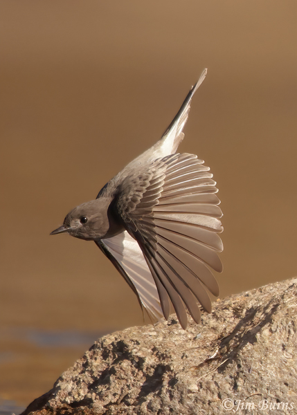 Black Phoebe vertical flight--6251