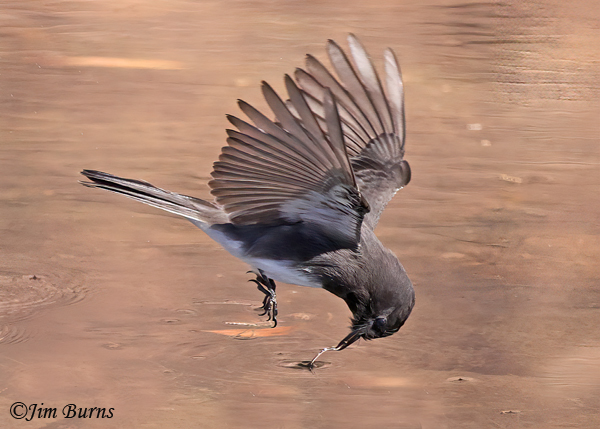 Black Phoebe neck twist after insect capture #1--7617