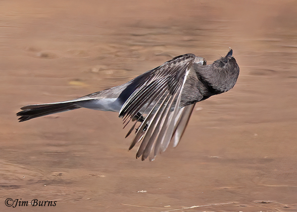 Black Phoebe neck twist after insect capture #2--7619
