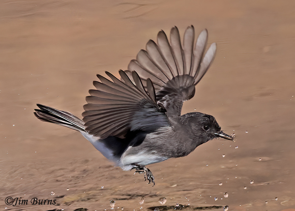 Black Phoebe neck twist after insect capture #3--7694