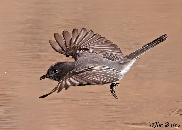 Black Phoebe neck twist after insect capture #5--7767