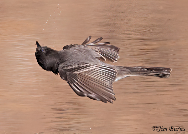 Black Phoebe neck twist after insect capture #6--7768