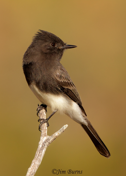 Black Phoebe--9517