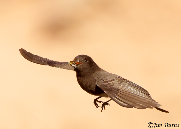 Black Phoebe with bee--9558