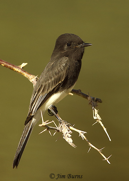 Black Phoebe dorsal view--9560