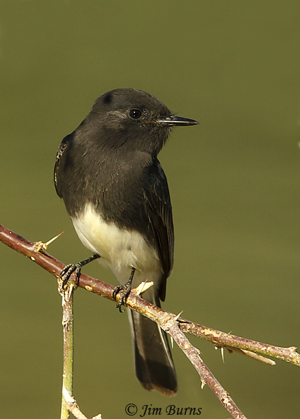 Black Phoebe--9566