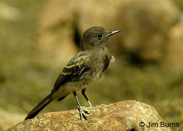 Black Phoebe juvenile