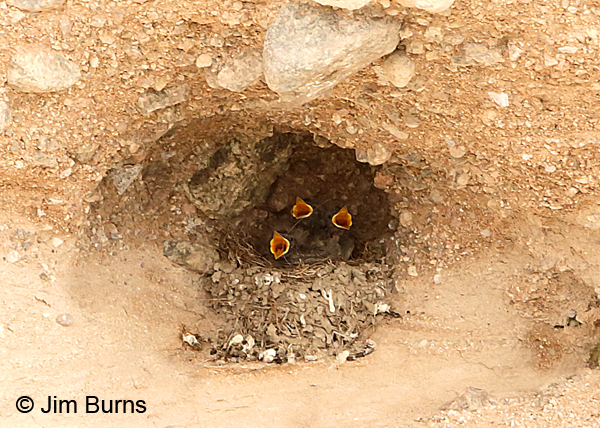 Black Phoebe nest with nestlings