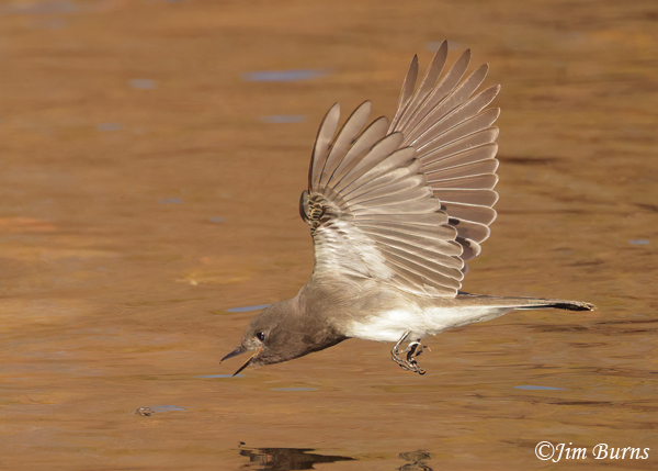 Black Phoebe on a mission--5499