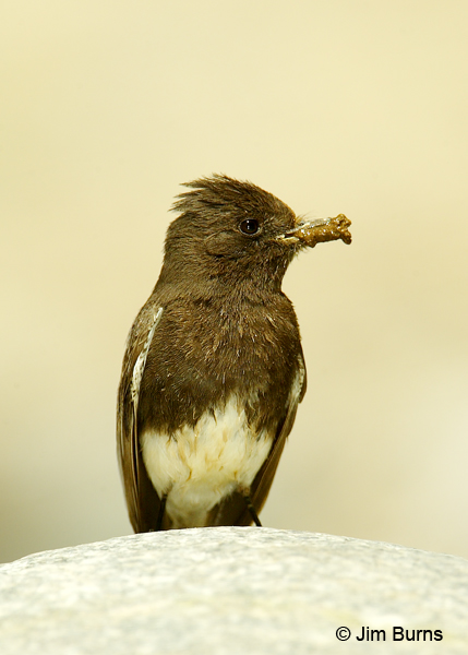 Black Phoebe with nesting material
