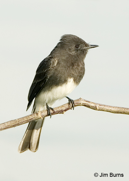Black Phoebe