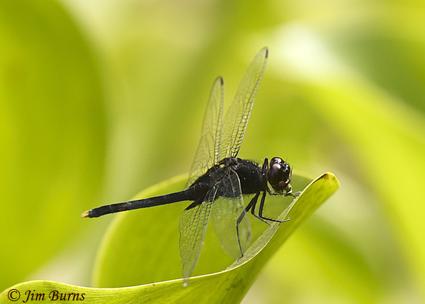 Black Pondhawk male, Carara NP, C.R., January 2019--5459