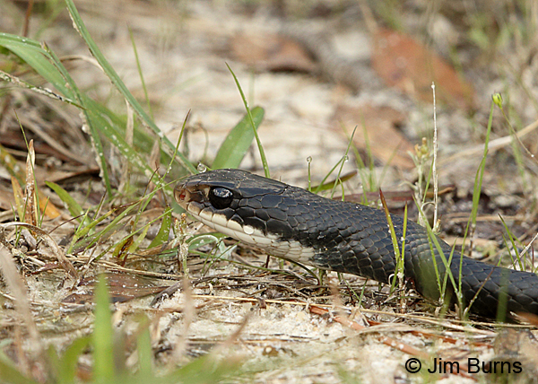 Southern Black Racer