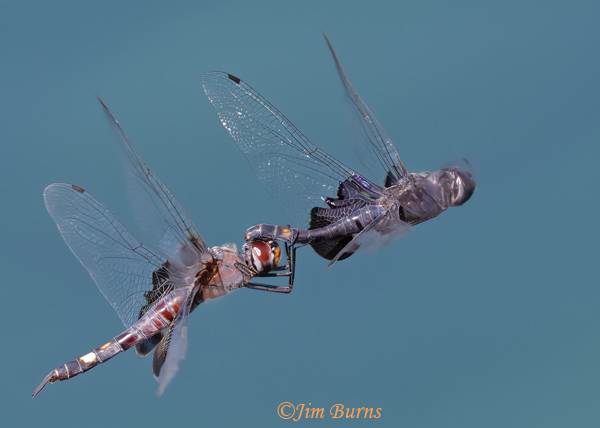 Black Saddlebags pair in tandem, Maricopa Co., AZ, August 2023--3151