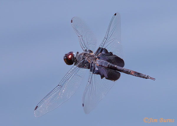 Black Saddlebags male in flight, Maricopa Co., AZ, August 2023--3234