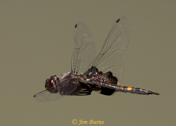 Black Saddlebags male in flight, Maricopa Co., AZ, April 2021--2225