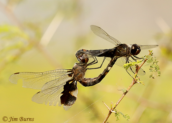 Black Saddlebags pair in wheel, Cameron Co., TX, November 2018--2881