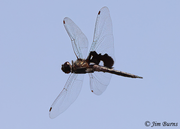Black Saddlebags male, Maricopa Co., AZ, May 2021--4568