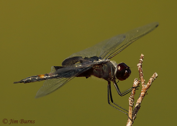 Black Saddlebags male, Apache Co., AZ, August 2020--5005