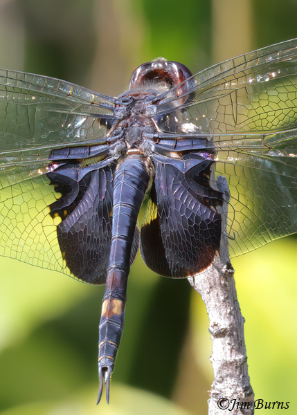Black Saddlebags male dorsal close-up, Maricopa Co., AZ, November 2023--5766