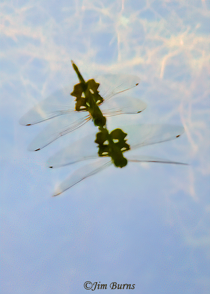 Black Saddlebags in tandem, shadows on the water, Yavapai Co., AZ, July 2023--9494