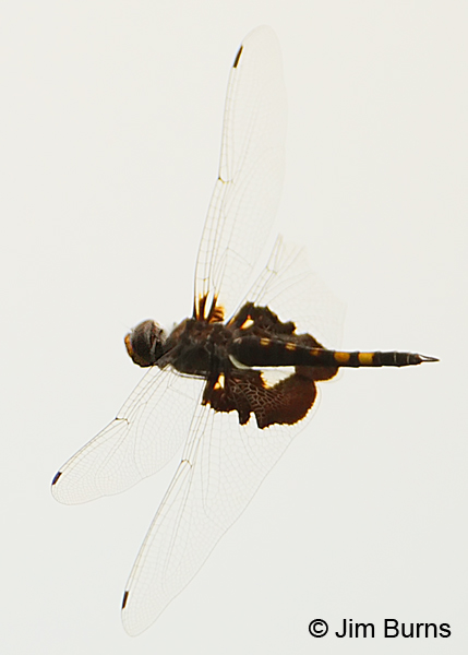 Black Saddlebags female in flight showing saddles, Fairfax Co., VA, September 2012