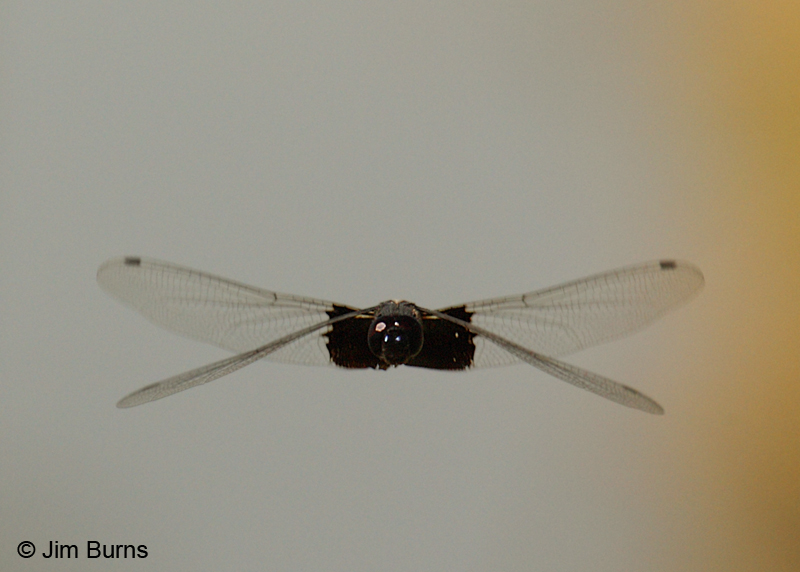 Black Saddlebags male incoming, Maricopa Co., AZ, October 2011