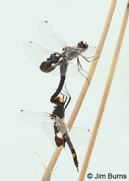 Black Saddlebags pair in tandem, Graham Co., AZ, August 2012
