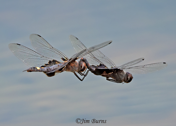 Black Saddlebags pair in tandem, Maricopa Co., AZ, July 2022--1897