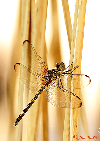 Black Setwing dark female, Maricopa Co., AZ, August 2019--5056