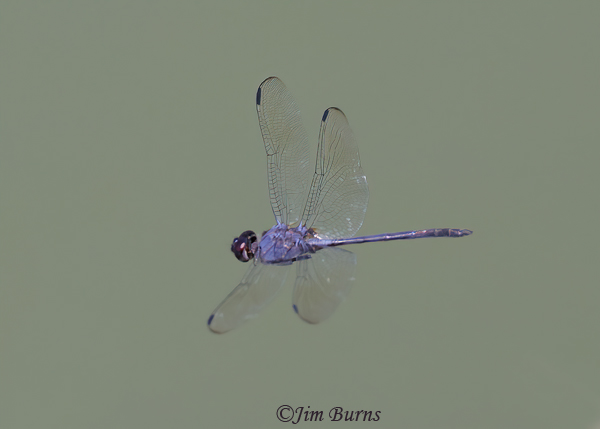Black Setwing male in flight, Hidalgo Co., TX, September 2023--4480