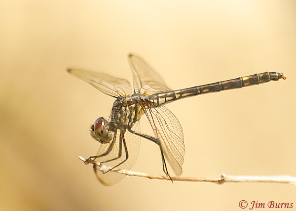 Black Setwing dark female, Maricopa Co., AZ, September 2019--6451