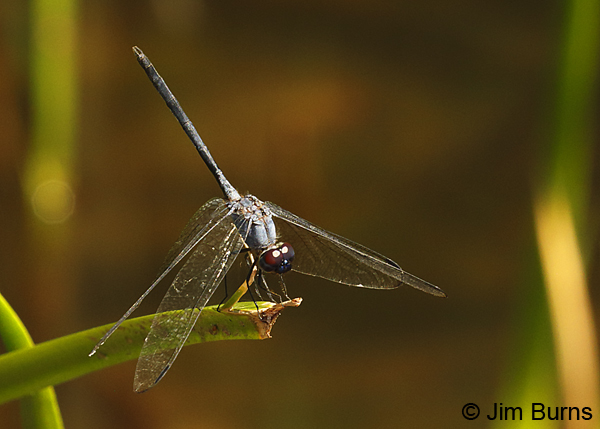 Black Setwing male, Maricopa Co., AZ, August 2018--8119