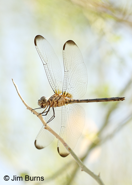 Black Setwing immature dark female ventrolateral view, Maricopa Co., AZ. July 2014