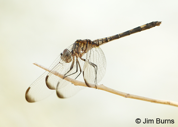 Black Setwing immature dark female, Maricopa Co., AZ. July 2014