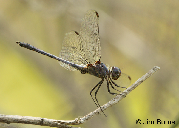 Black Setwing immature male, Maricopa Co., AZ, June 2012