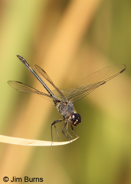 Black Setwing immature male obelisking, Maricopa Co., AZ, November 2012