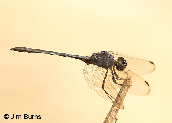 Black Setwing male, Hidalgo Co., TX, November 2017