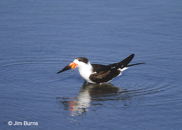 Black Skimmer 1st winter in water