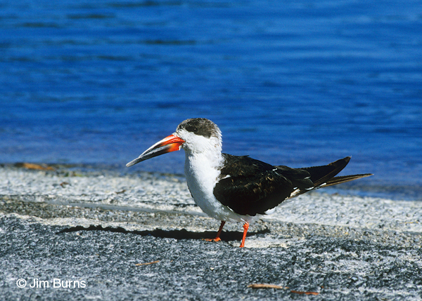 Black Skimmer 1st winter on beach