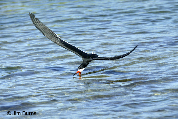 Black Skimmer adult female skimming