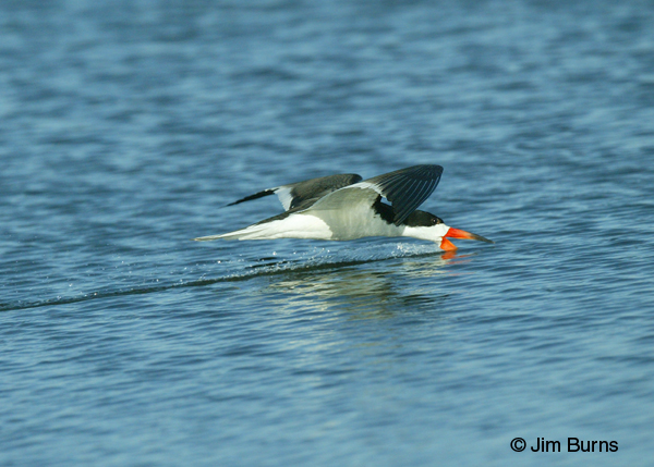 Black Skimmer adult male skimming