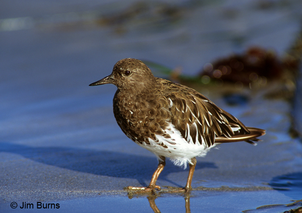 Black Turnstone in water