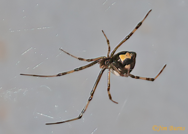 Western Black Widow juvenile male ventral view, Arizona--1922