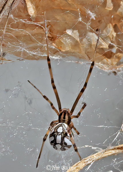 Western Black Widow juvenile male, Arizona--1942