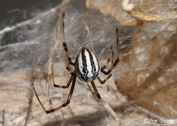 Western Black Widow juvenile male dorsal close-up, Arizona--1953