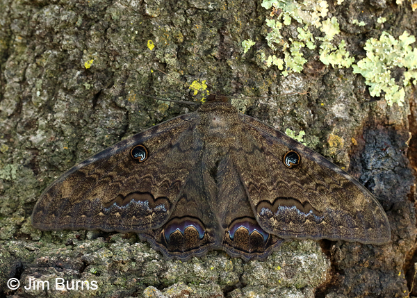 Black Witch Moth male by day, Arizona